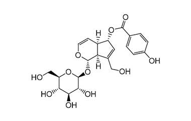 PA PHY 000026