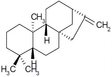 PA PHY 003202