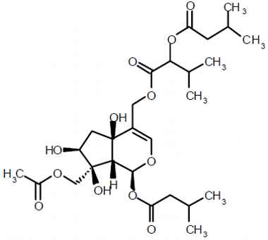 PA PHY 003243