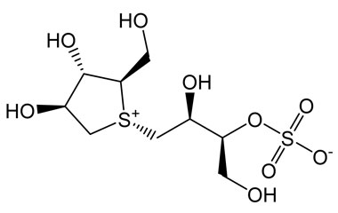 PA PHY 004999