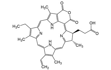 PA PHY 005106